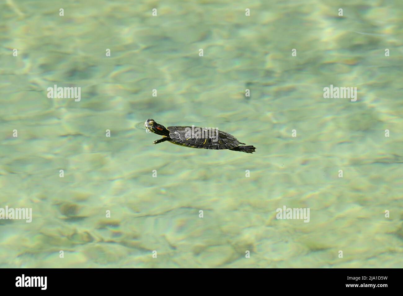 Tortuga de orejas rojas bebã fotografãas e imãgen de alta roluciãn