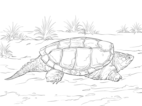 Dibujo de tortuga mordedora realista para colorear dibujos para colorear imprimir gratis