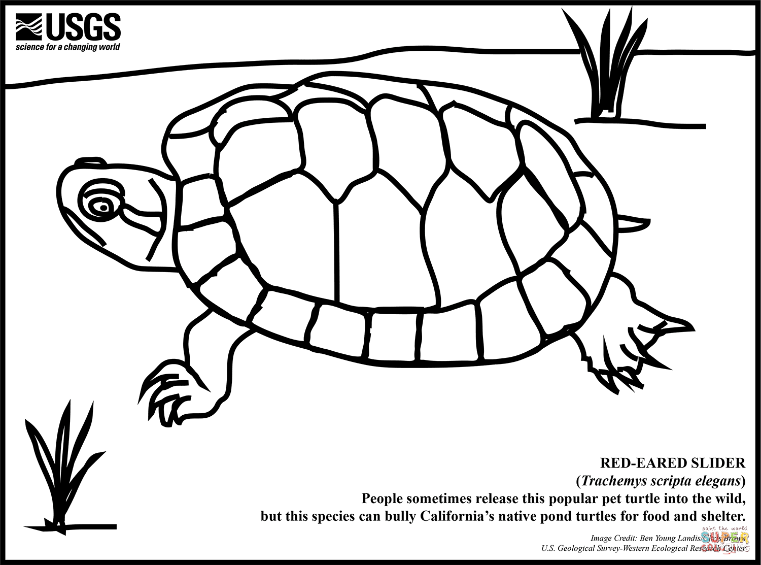 Dibujo de tortuga de orejas rojas para colorear dibujos para colorear imprimir gratis