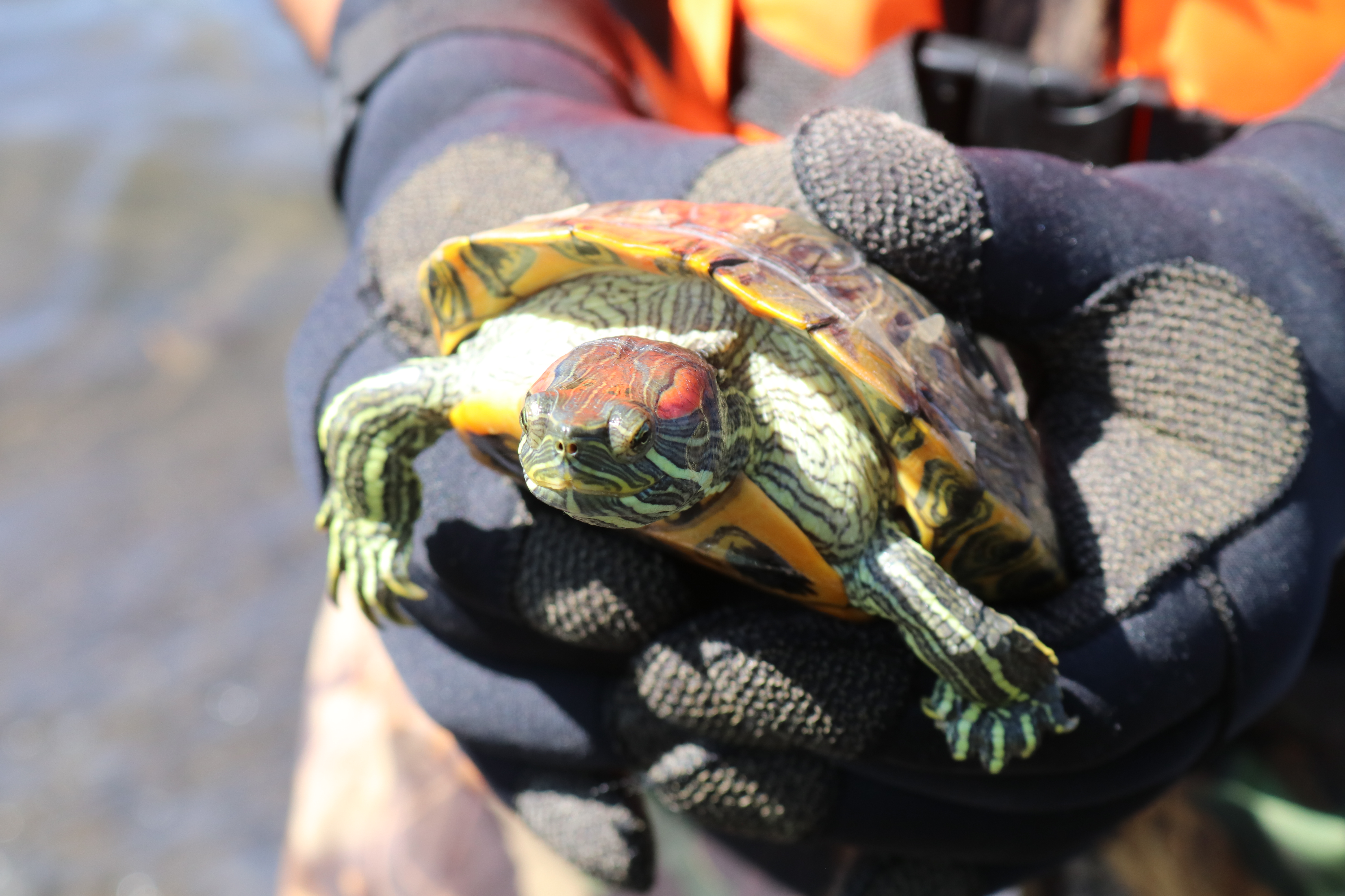 Estudian impacto de tortugas de orejas rojas abandonadas en la laguna grande de san pedro de la paz