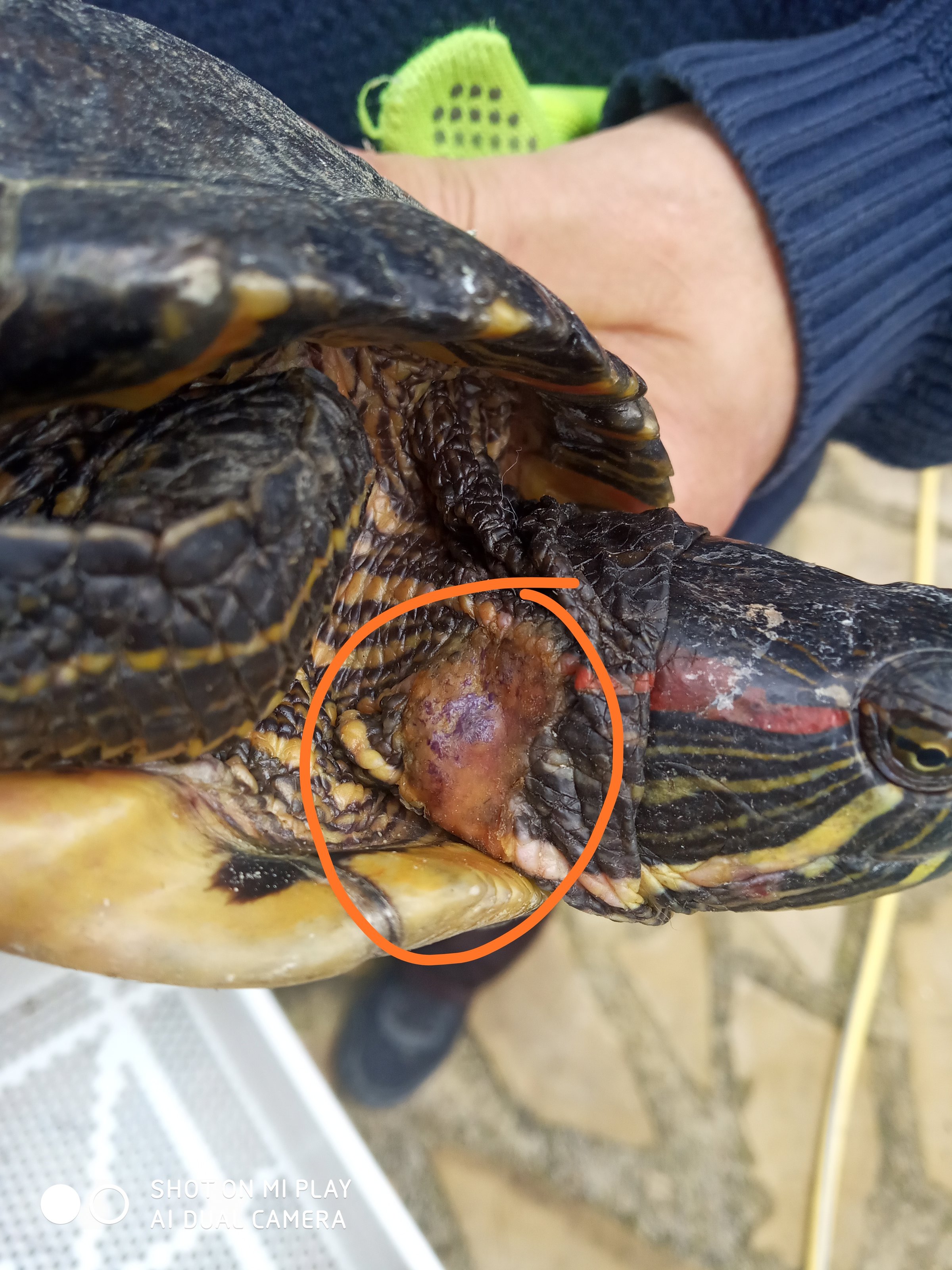 Tortugas de orejas rojas con ulceras en la cabeza y patas fauna exãtica