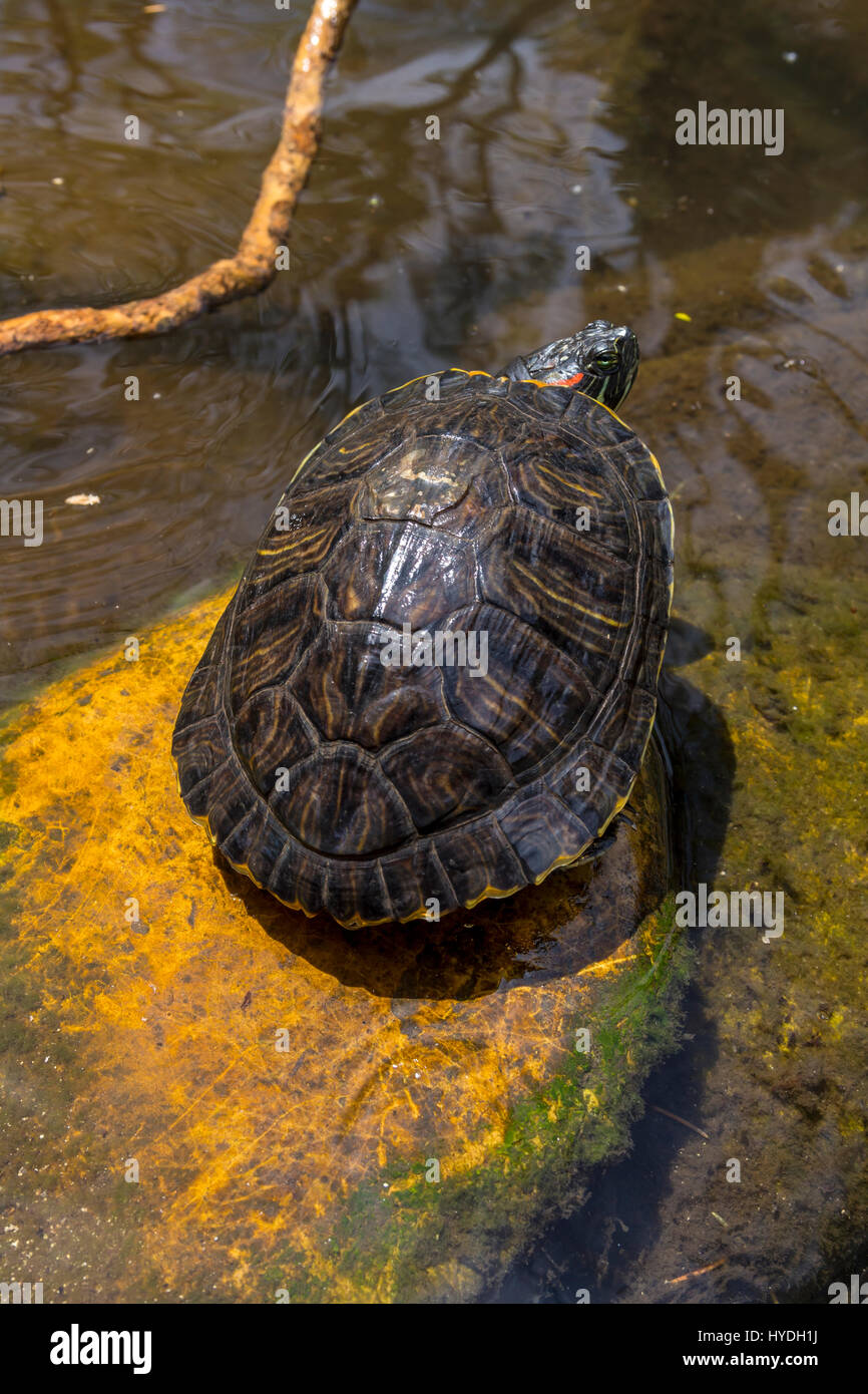 Tortuga de orejas rojas tanque de agua dulce el sonoma plaza ciudad de sonoma sonoma condado de sonoma california tados unidos fotografãa de stock