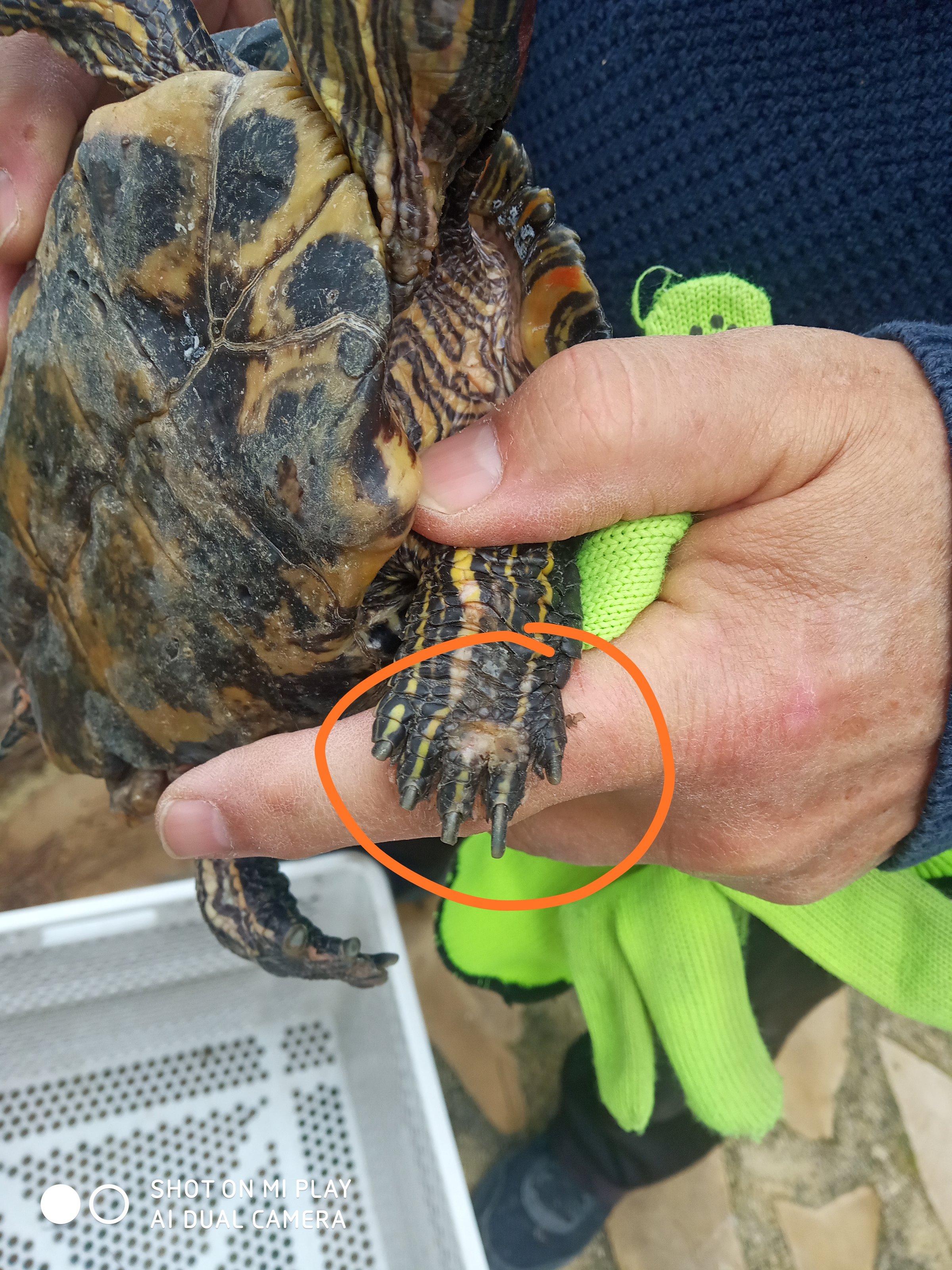 Tortugas de orejas rojas con ulceras en la cabeza y patas fauna exãtica