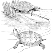 Terrapin coloring pages free coloring pages