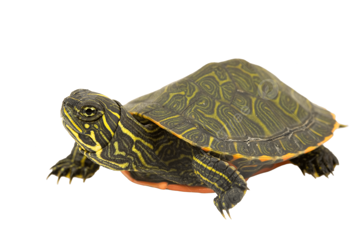 Ciencia de la tortuga de vientre rojo del norte png tortuga zoologãa imagen en color png imagen para dcarga gratuita