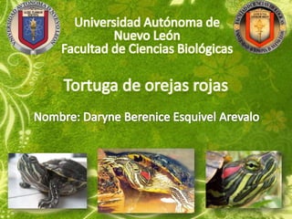 Tortugas de orejas rojas ppt