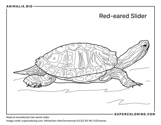 Tiempo de vida de las tortugas de orejas rojas cuãnto tiempo viven estos fascinantes reptiles