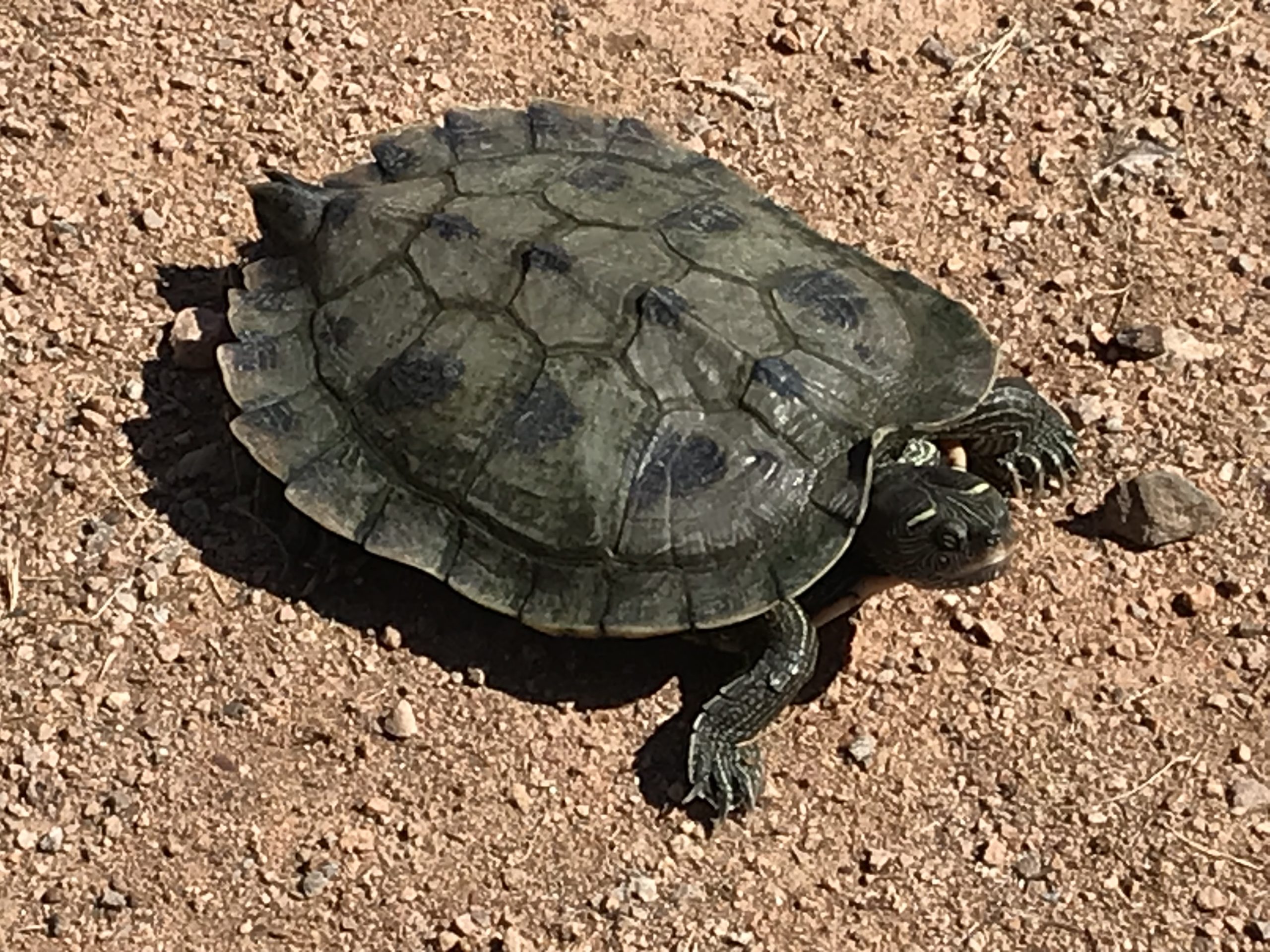 Tortuga mapa del mississippi â cãrdoba