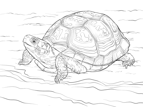 Dibujo de linda tortuga de caja del este para colorear dibujos para colorear imprimir gratis