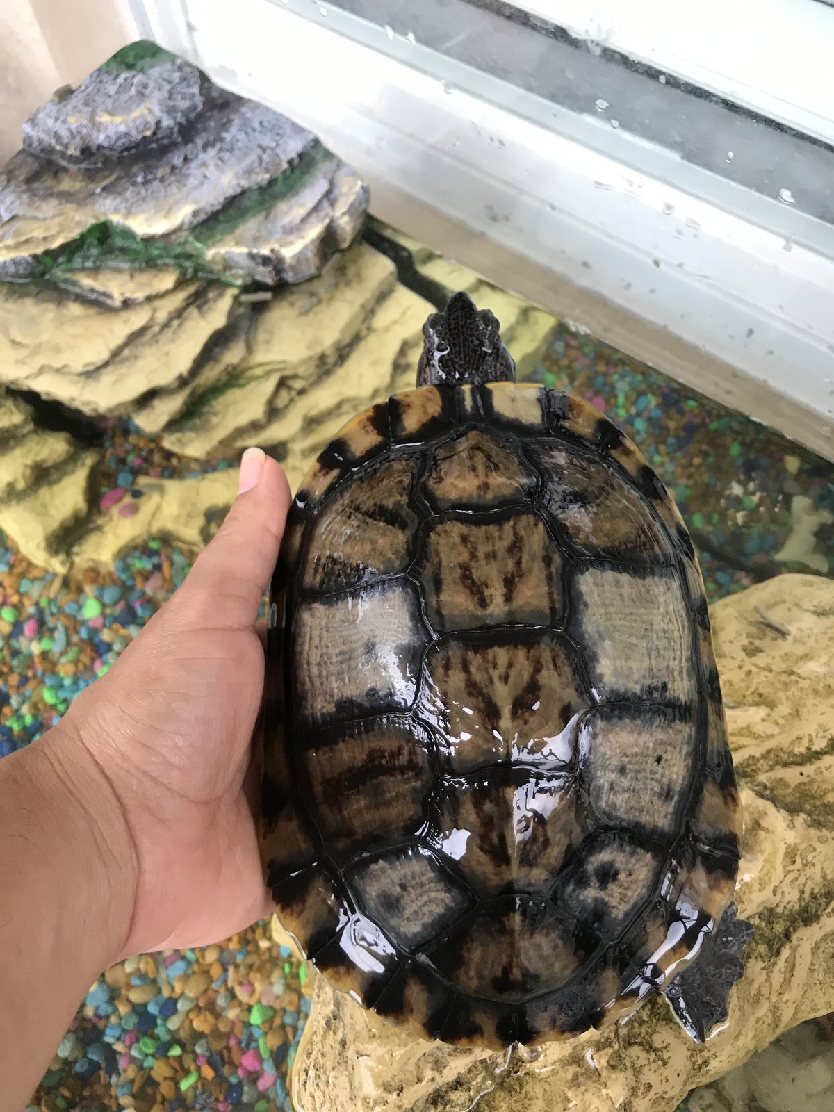 Tortuga de orejas rojas con manchas blancas y pãlida que hago fauna exãtica