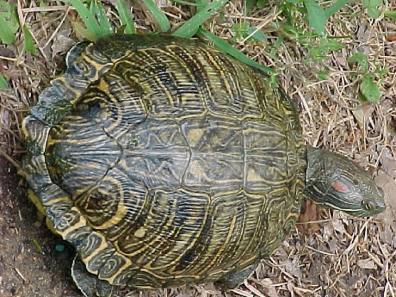 Trachemys scripta legleri tse rio grande tortugas y algo mãs