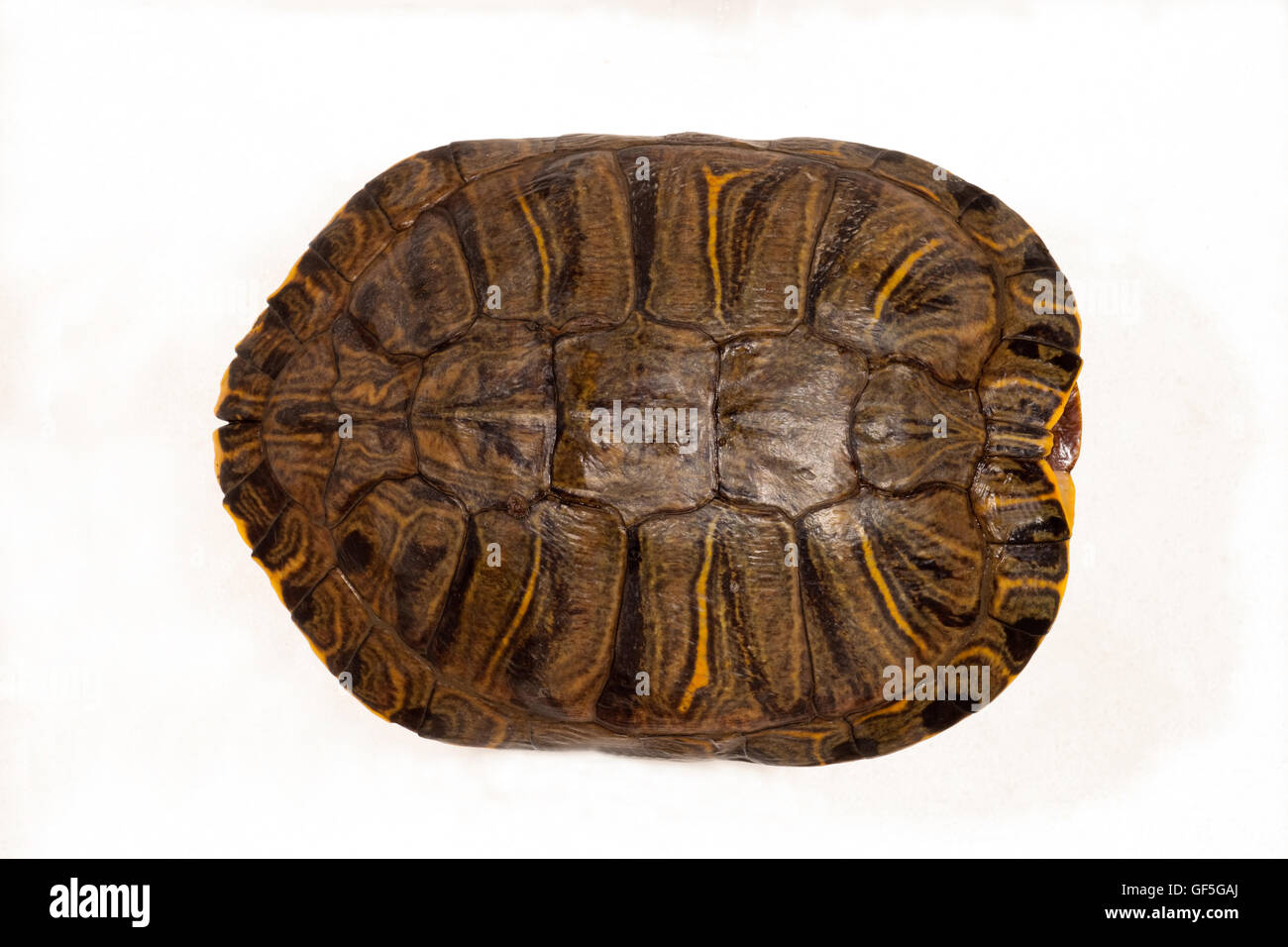 Las tortugas de orejas rojas trachemys script elegans caparazãn o concha superior el extremo de la cabeza a la derecha pãcimen de museo fotografãa de stock