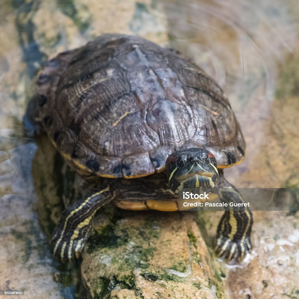 Tortuga de orejas rojas foto de stock y mãs banco de imãgenes de agua