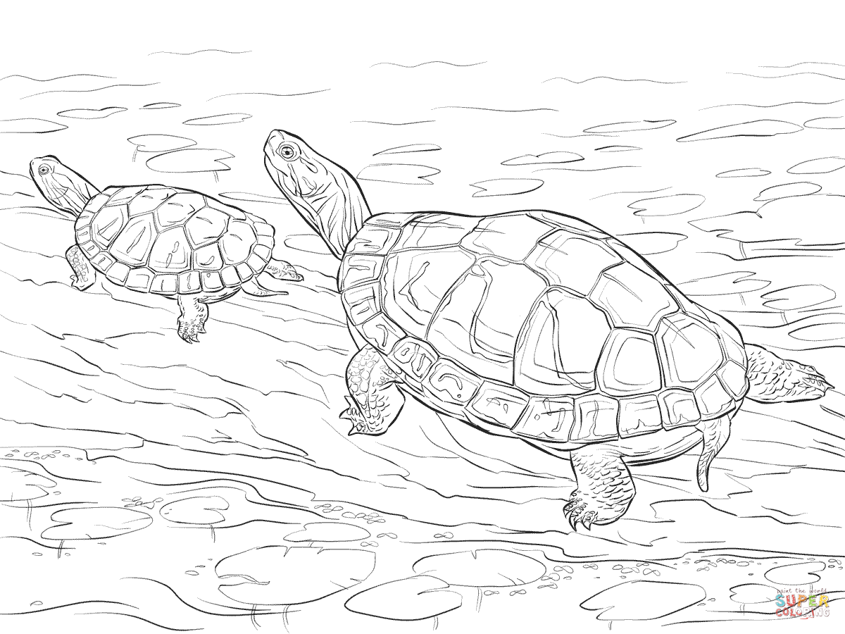 Dibujo de dos tortugas pintadas para colorear dibujos para colorear imprimir gratis