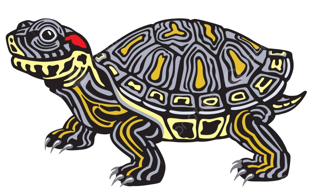 Tortuga de orejas rojas tortuga salvaje reptil vector png dibujos salvaje reptil animal png y vector para dcargar gratis