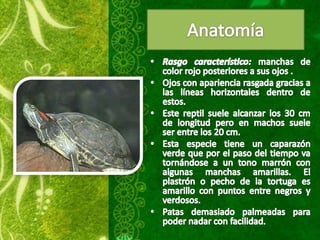 Tortugas de orejas rojas ppt