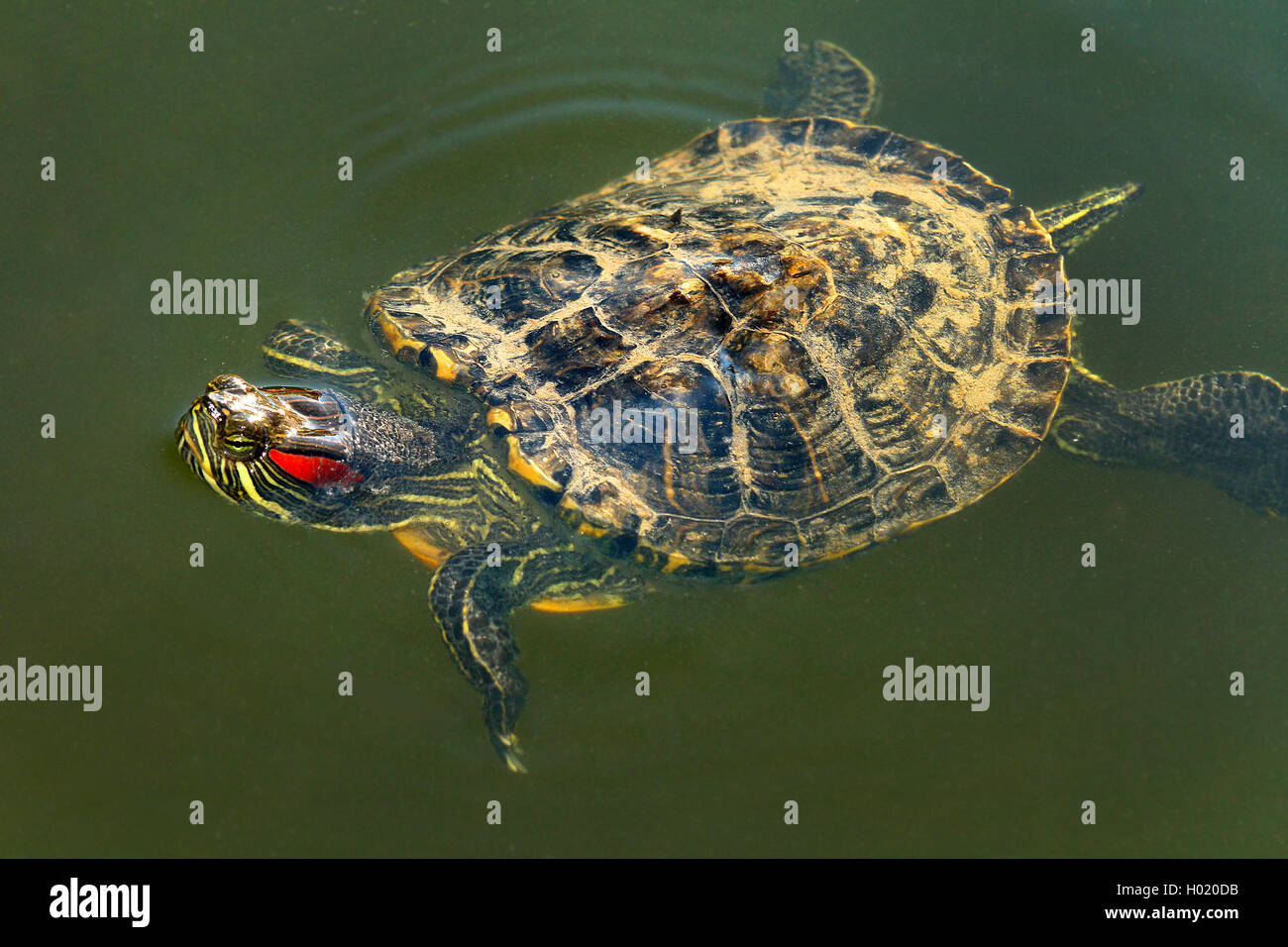 Tortuga orejas rojas fotografãas e imãgen de alta roluciãn