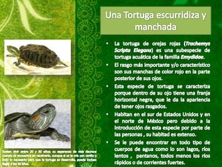 Tortugas de orejas rojas ppt