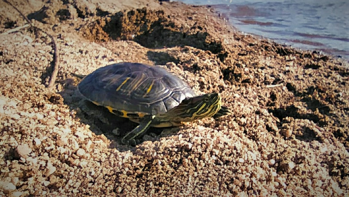 Estudian impacto de tortugas abandonadas por vecinos en lagunas y humedales