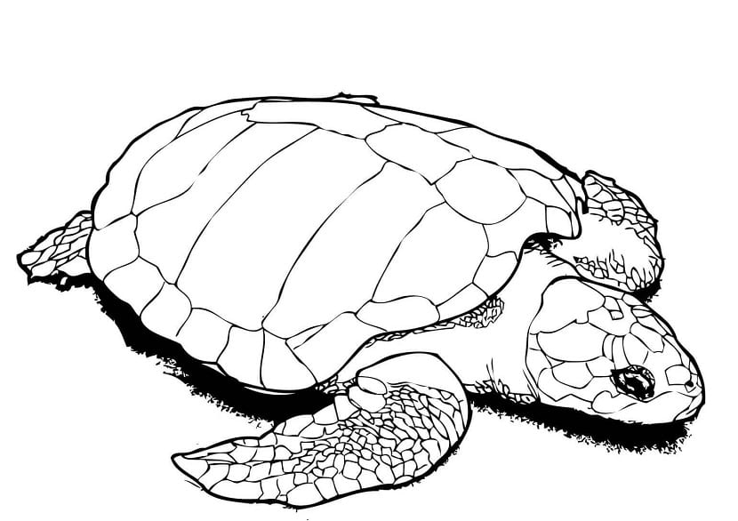 Dibujos de tortugas para colorear mundo tortugas