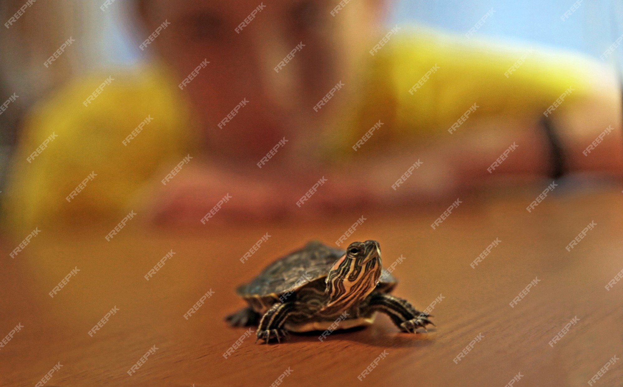 Una pequeãa tortuga de orejas rojas tã acostada sobre la ma foto premium