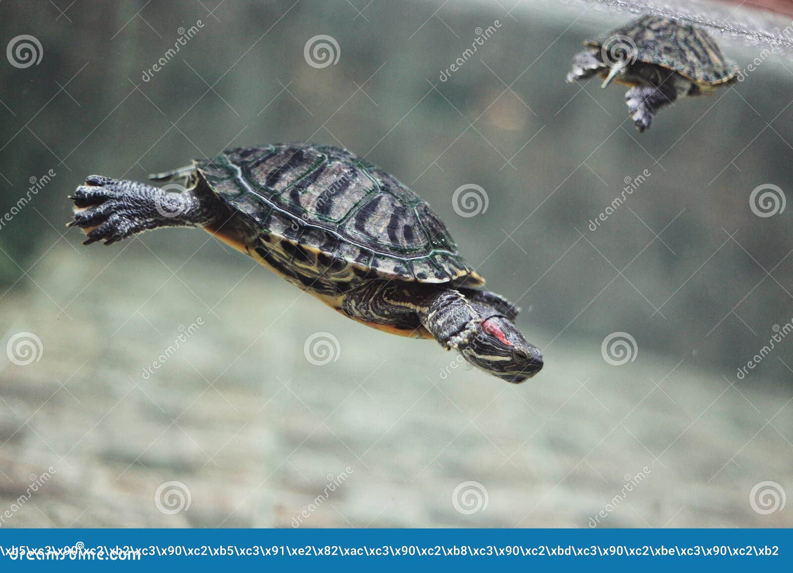 Tortuga de orejas rojas y acuario nada bajo el agua mientras sus patas foto de archivo