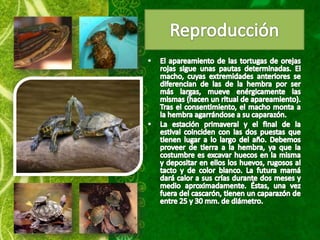 Tortugas de orejas rojas ppt