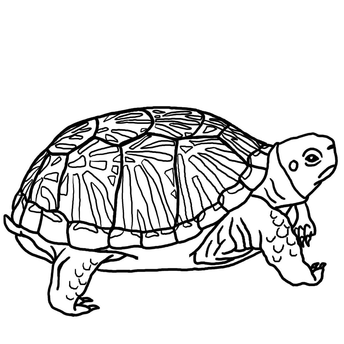 Free printable turtle coloring pages for kids turtle coloring pages turtle outline turtle art