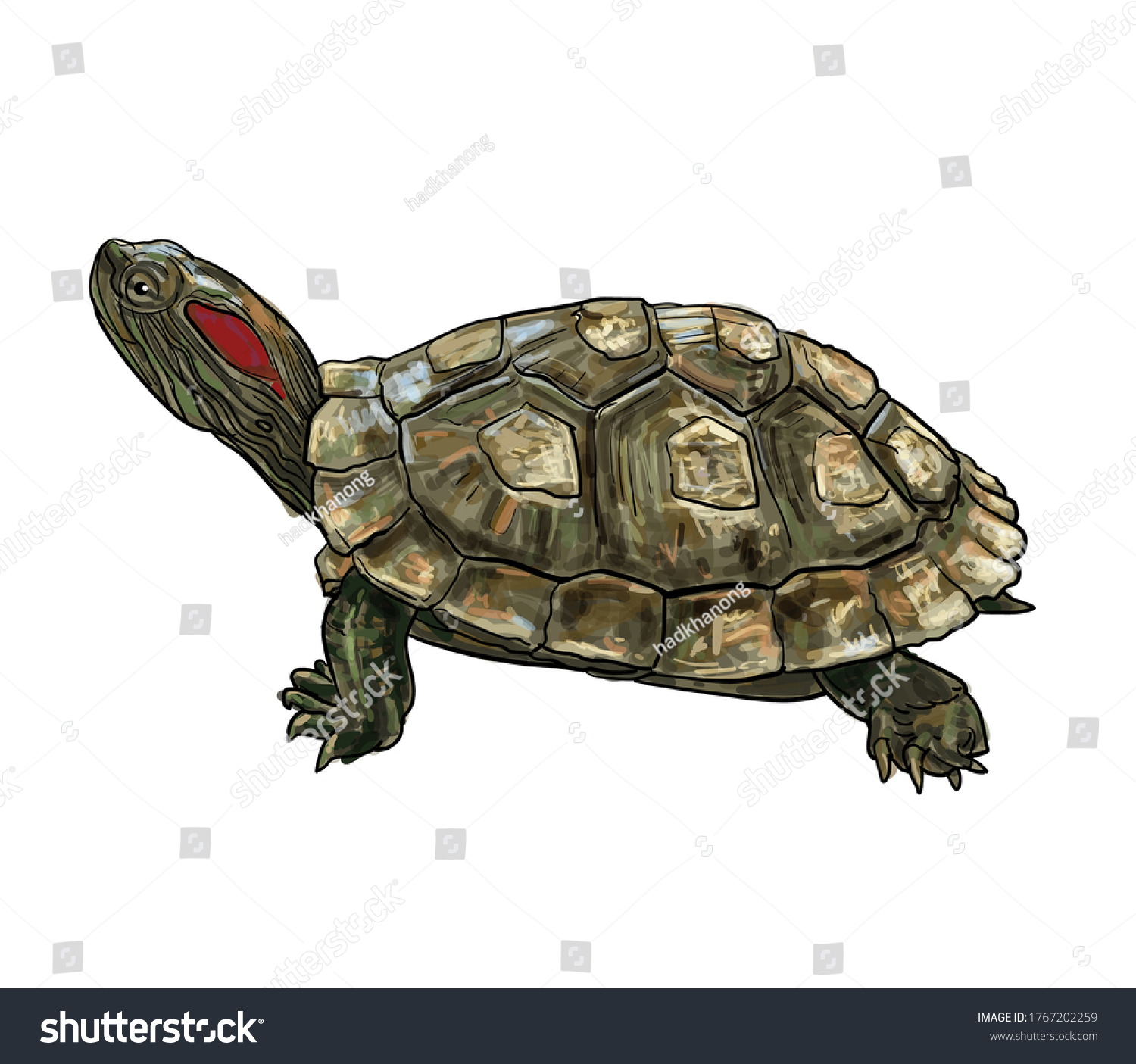 Trachemys scripta mãs de ilustraciones y dibujos de stock con licencia libres de regalãas