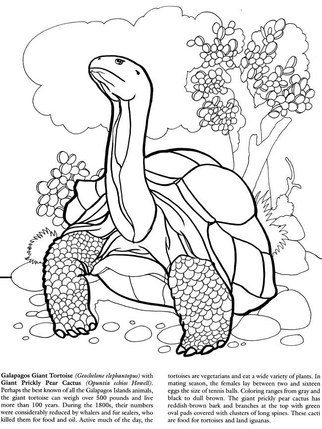 Wele to dover publications animal coloring pages coloring pages coloring book pages