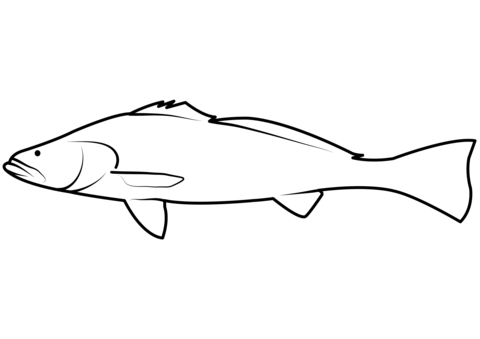 Totoaba totoaba macdonaldi coloring page free printable coloring pages