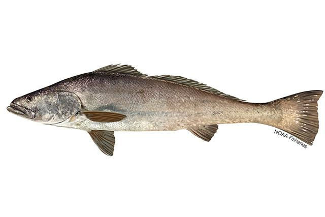 Totoaba