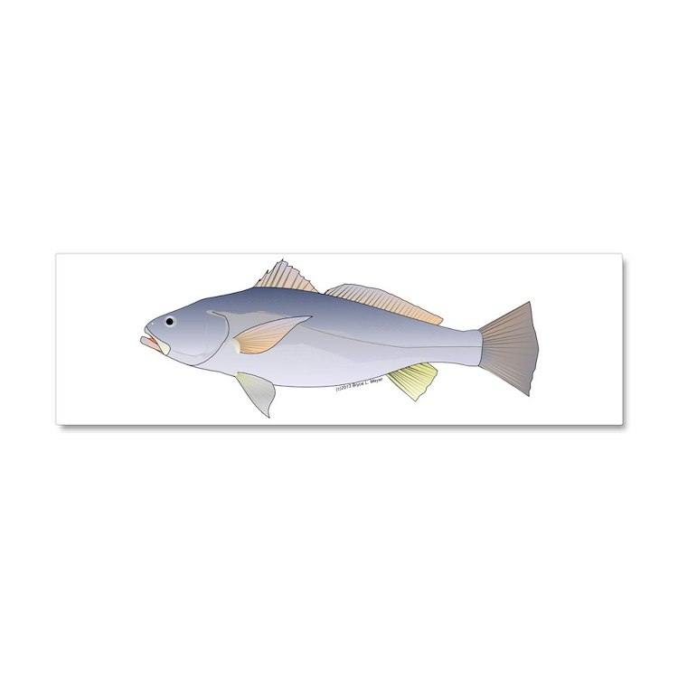 Totoaba aka tortuava fish car magnet x