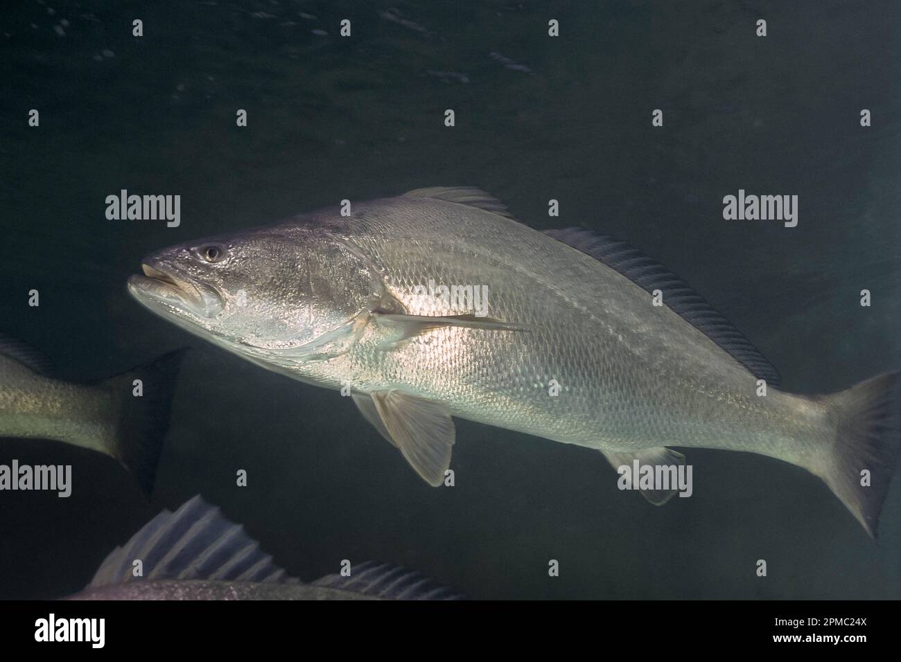 Totoaba or totuava totoaba macdonaldi threatened species due to overfishing poaching and mostly due to the depletion of freshwater from the color stock photo