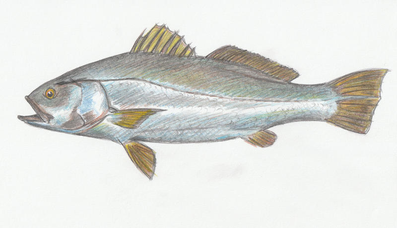 Totoaba