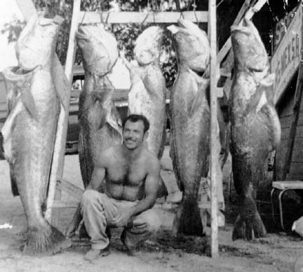 Totoaba marine life of the sonoran desert