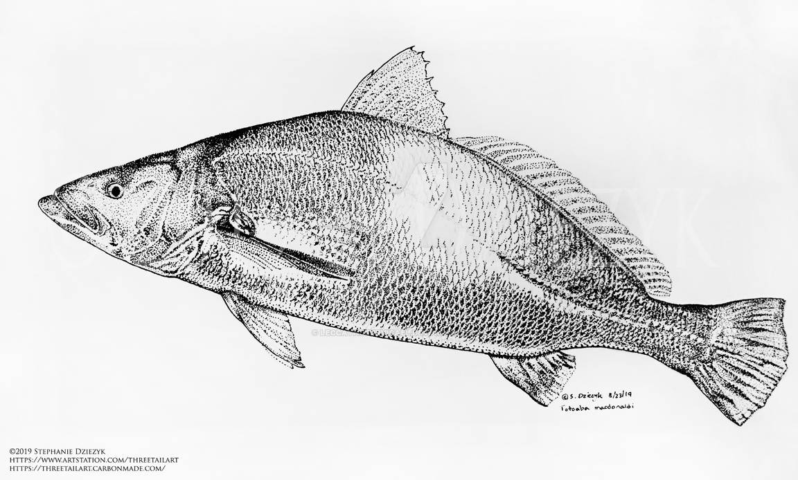 Totoaba macdonaldi