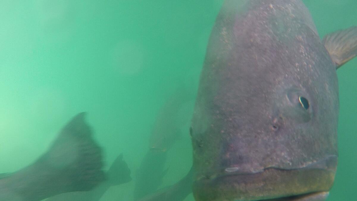 Small hatchery helping endangered iconic totoaba fish make a eback