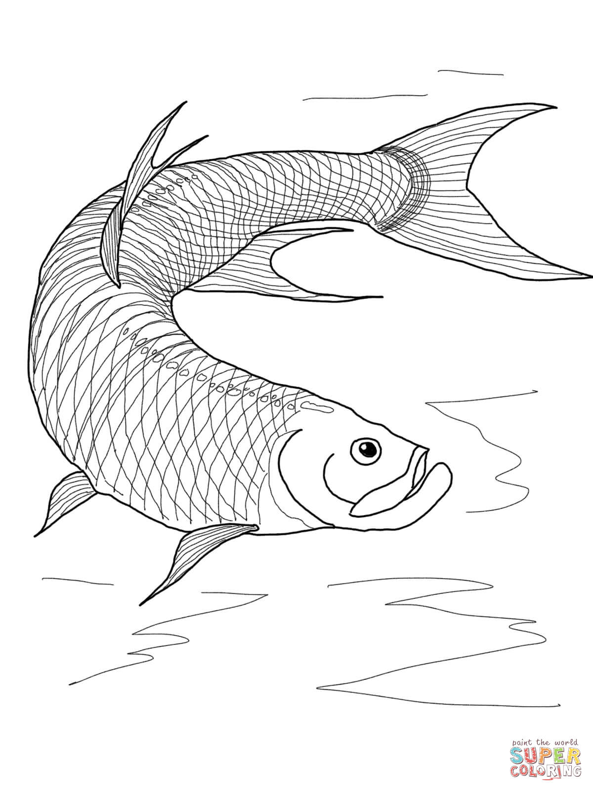 Tarpon fish coloring page free printable coloring pages