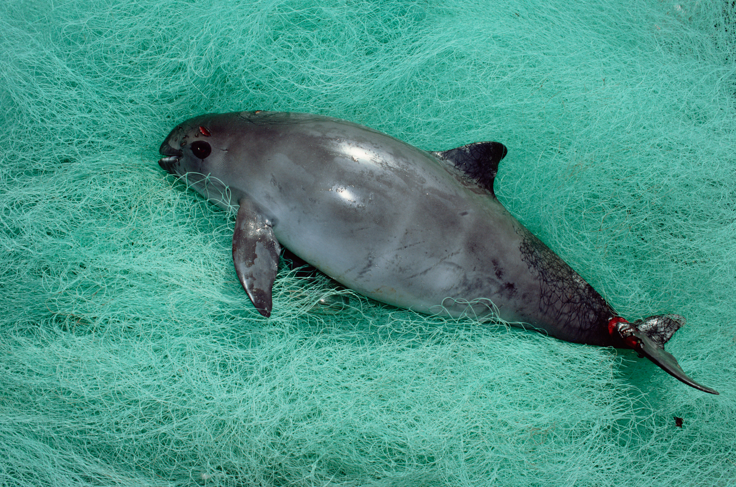 Will exporting farmed totoaba fix the big mess pushing the worlds most endangered porpoise to extinction hakai magazine