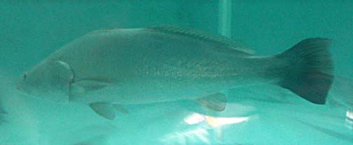 Totoaba fish pictures and species identification