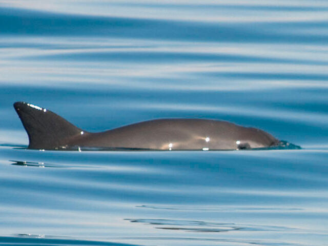 Vaquita species wwf