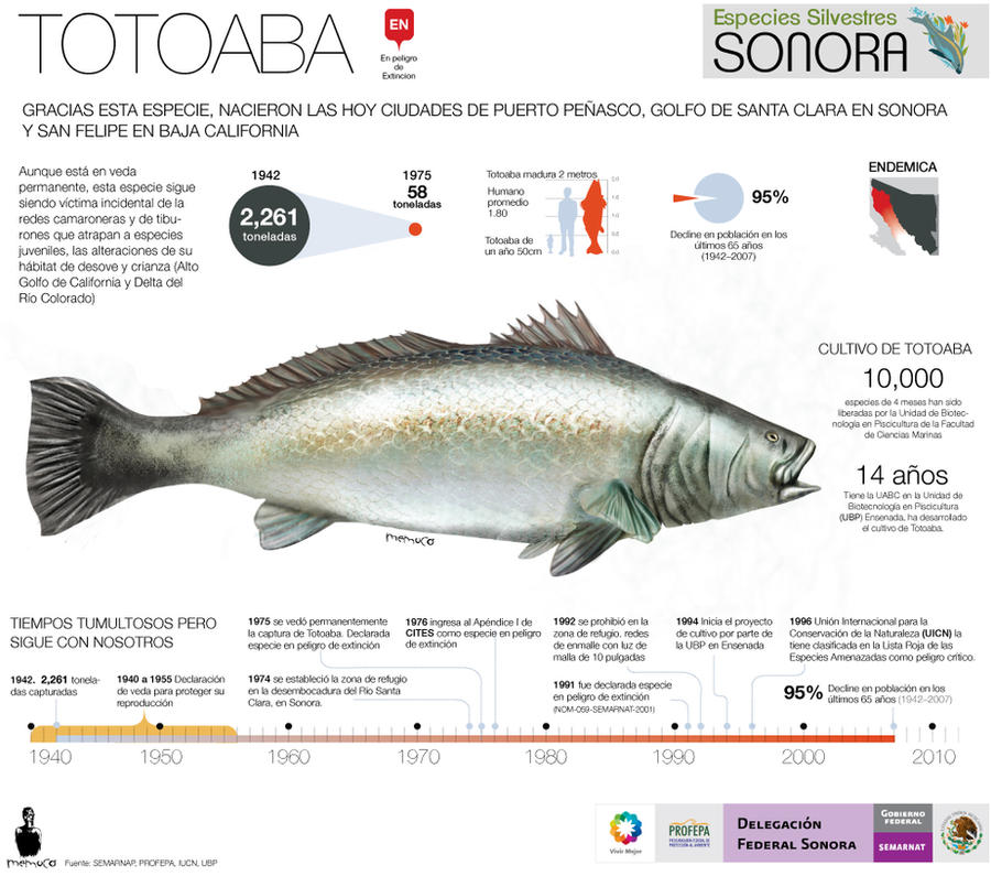 Totoaba fish critically endangered by memuco on