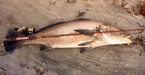 Totoaba fish pictures and species identification