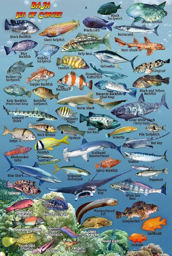 Baja pacific coast sea of cortez waterproof fish identification card x franko maps ltd books