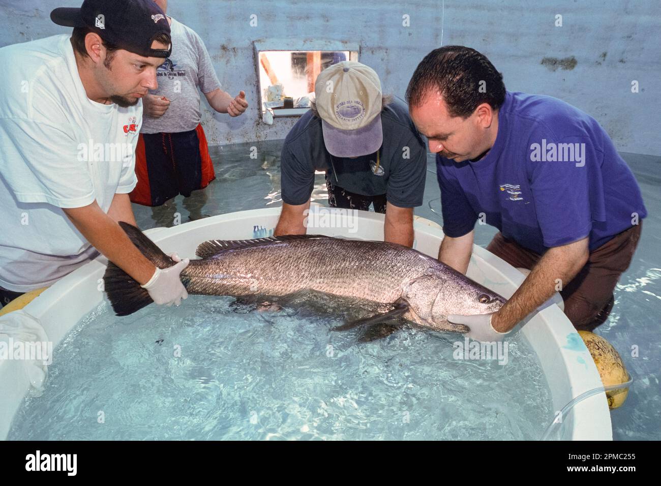 Totoaba or totuava totoaba macdonaldi threatened species due to overfishing poaching and mostly due to the depletion of freshwater from the color stock photo