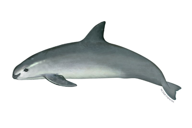 Vaquita