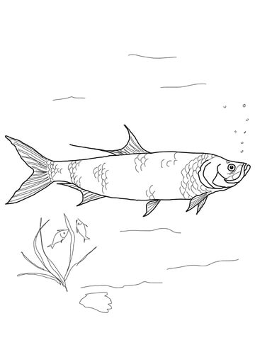 Tarpon coloring page free printable coloring pages