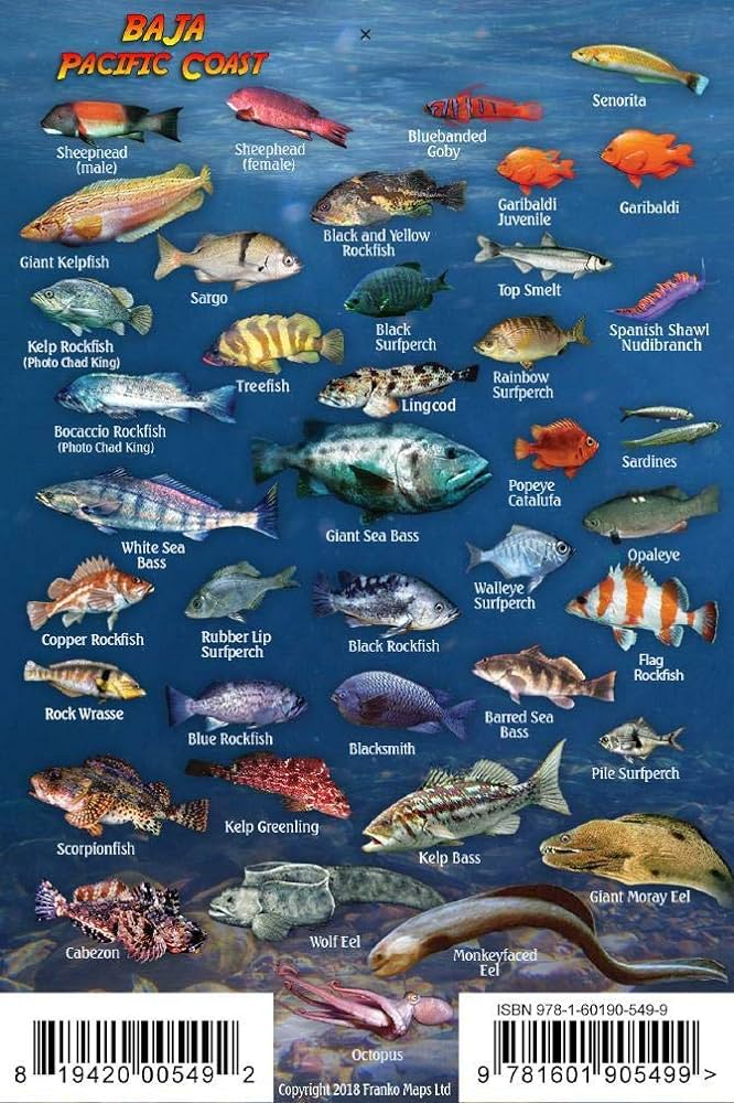 Baja pacific coast sea of cortez waterproof fish identification card x franko maps ltd books