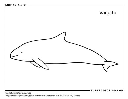 Vaquita